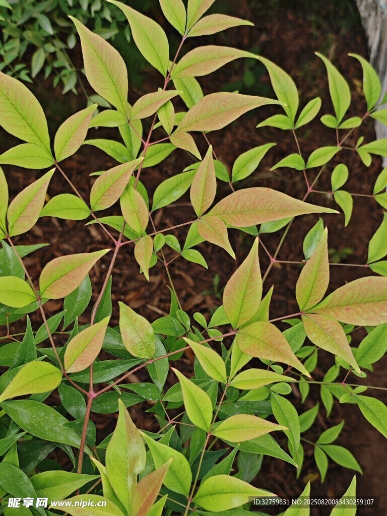 嫩綠植物葉片特寫