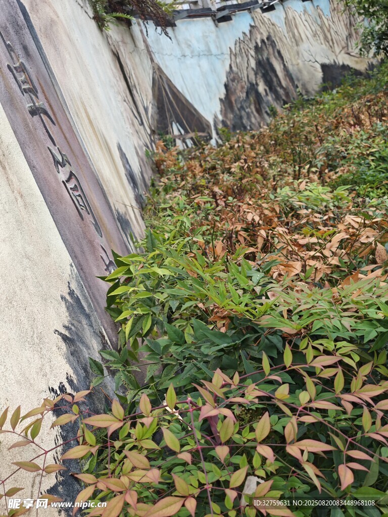 墻邊綠植景觀
