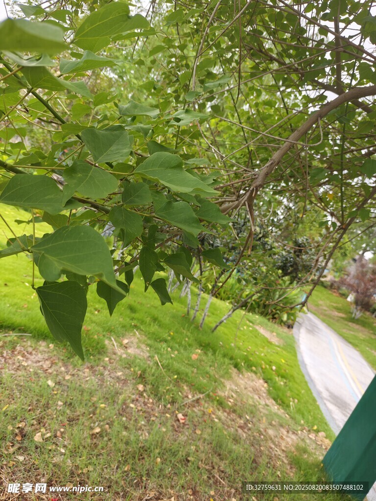 綠意盎然的林間小道
