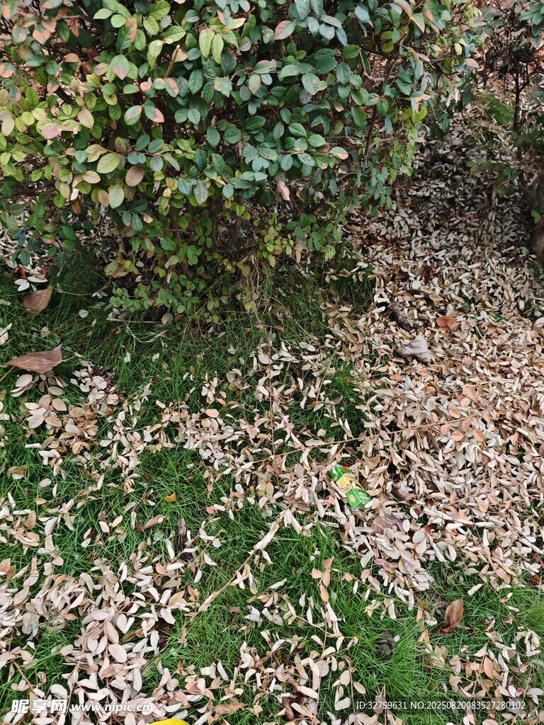 落葉鋪地的綠植景觀