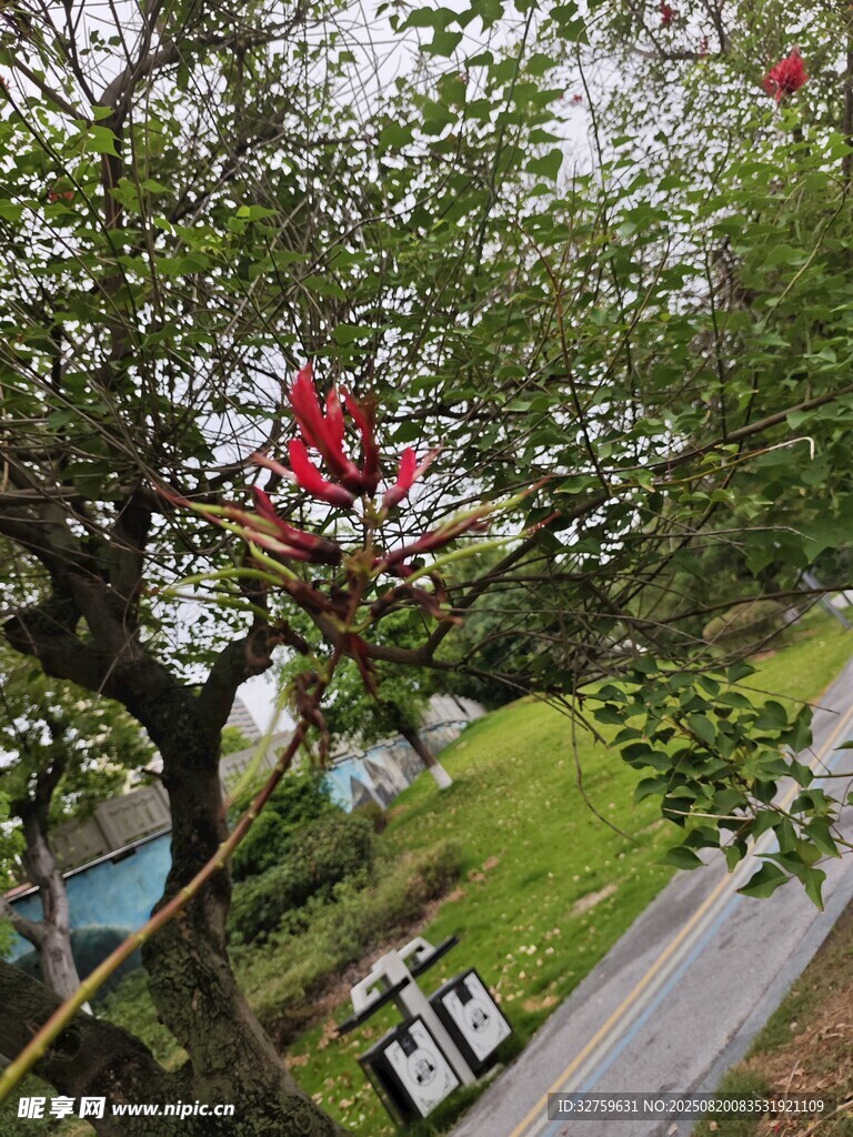 路邊繁花盛開的茂盛樹木