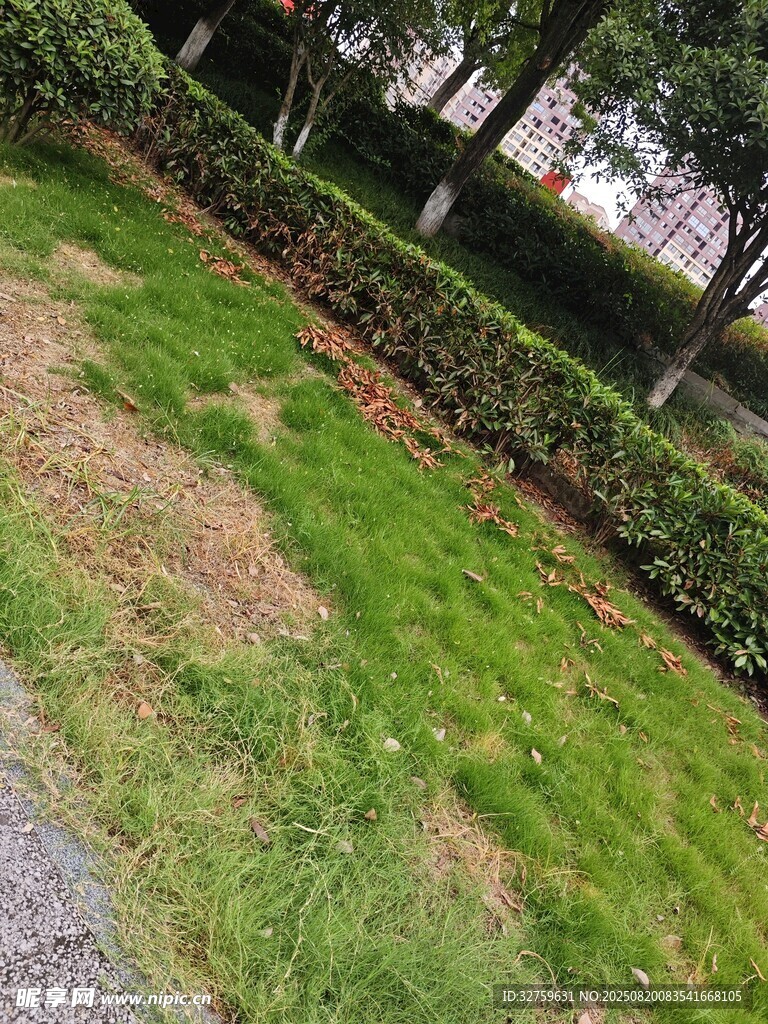 戶外草地與綠植景觀