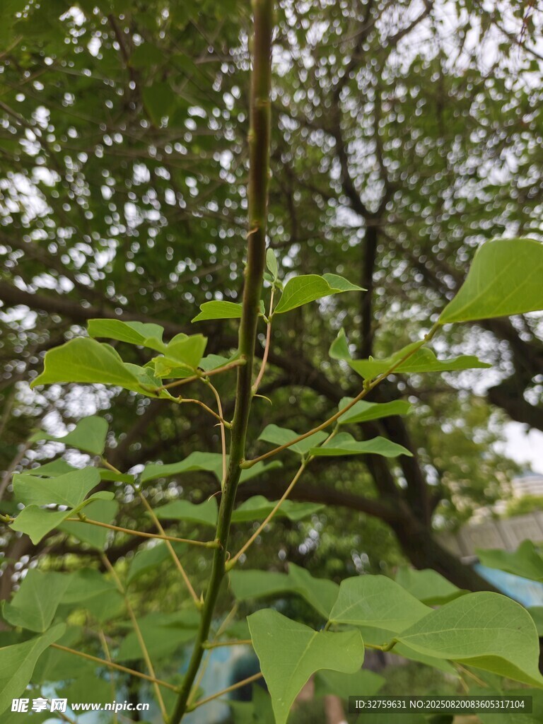 綠葉繁茂的植物特寫