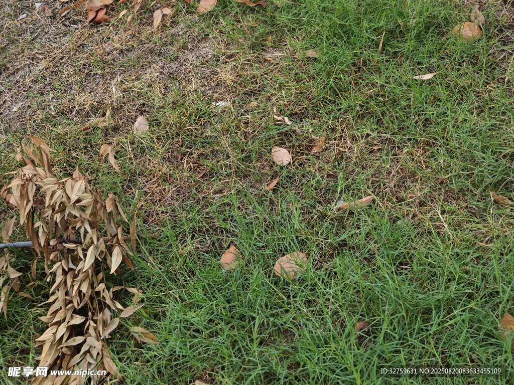 草地中的枯黃植物與石塊