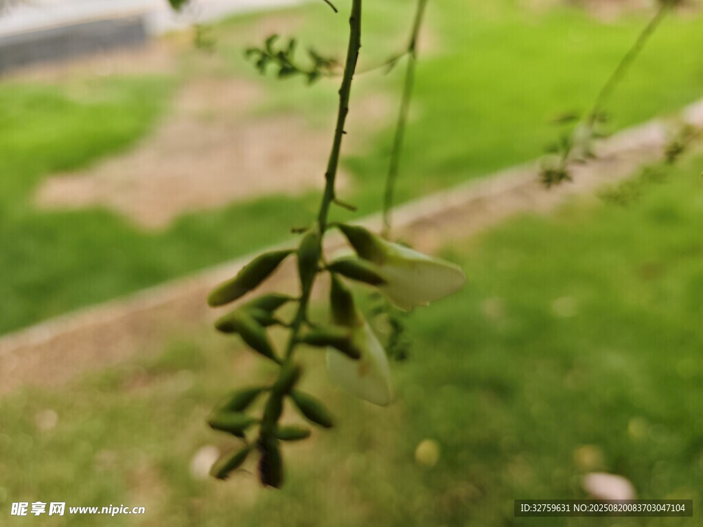 垂掛的綠植小花