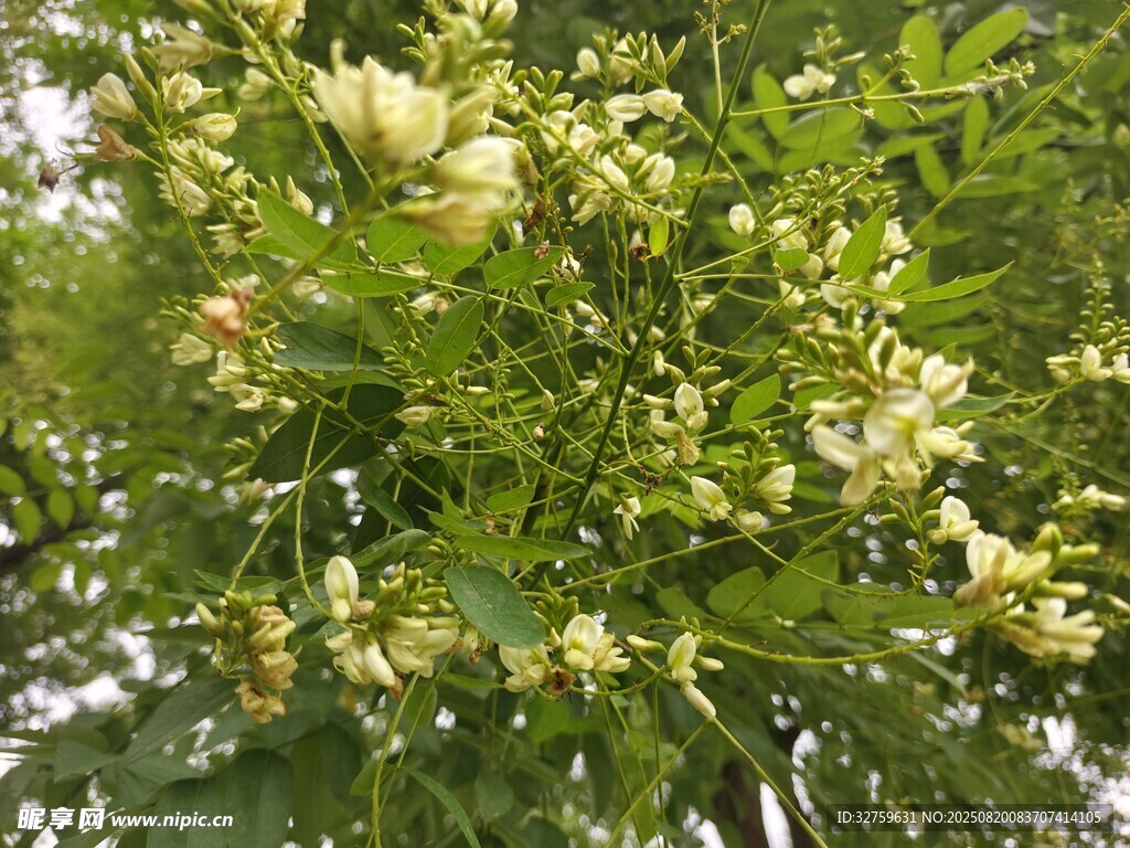 盛開的淺黃色花朵綠植