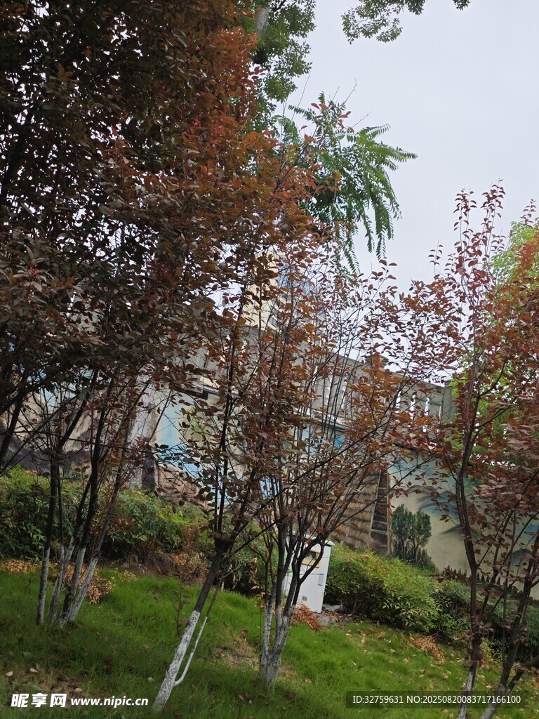 秋日公園樹(shù)林美景