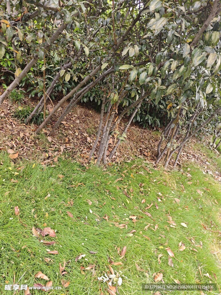 戶外綠植與地面景象