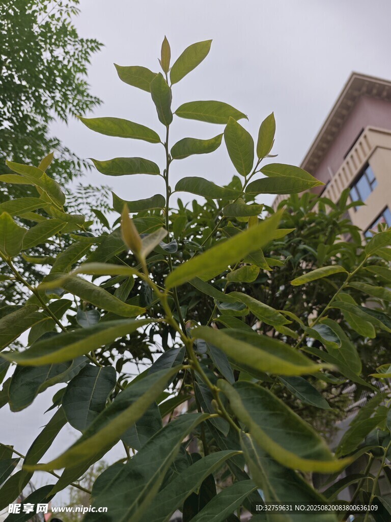 綠葉繁茂的植物近景