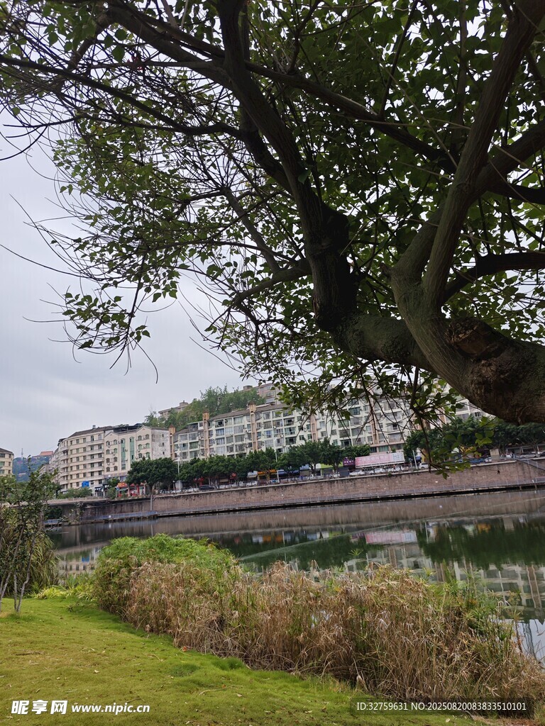 河畔綠樹成蔭的宜人景致