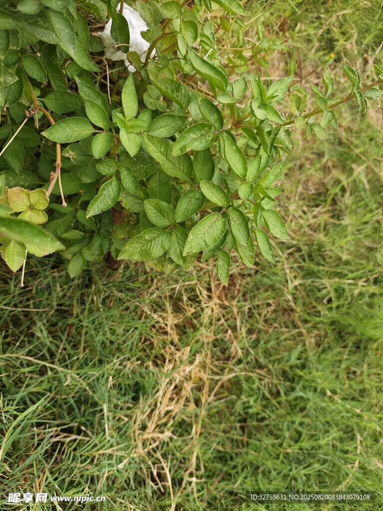 草叢中的綠色植物與藤蔓