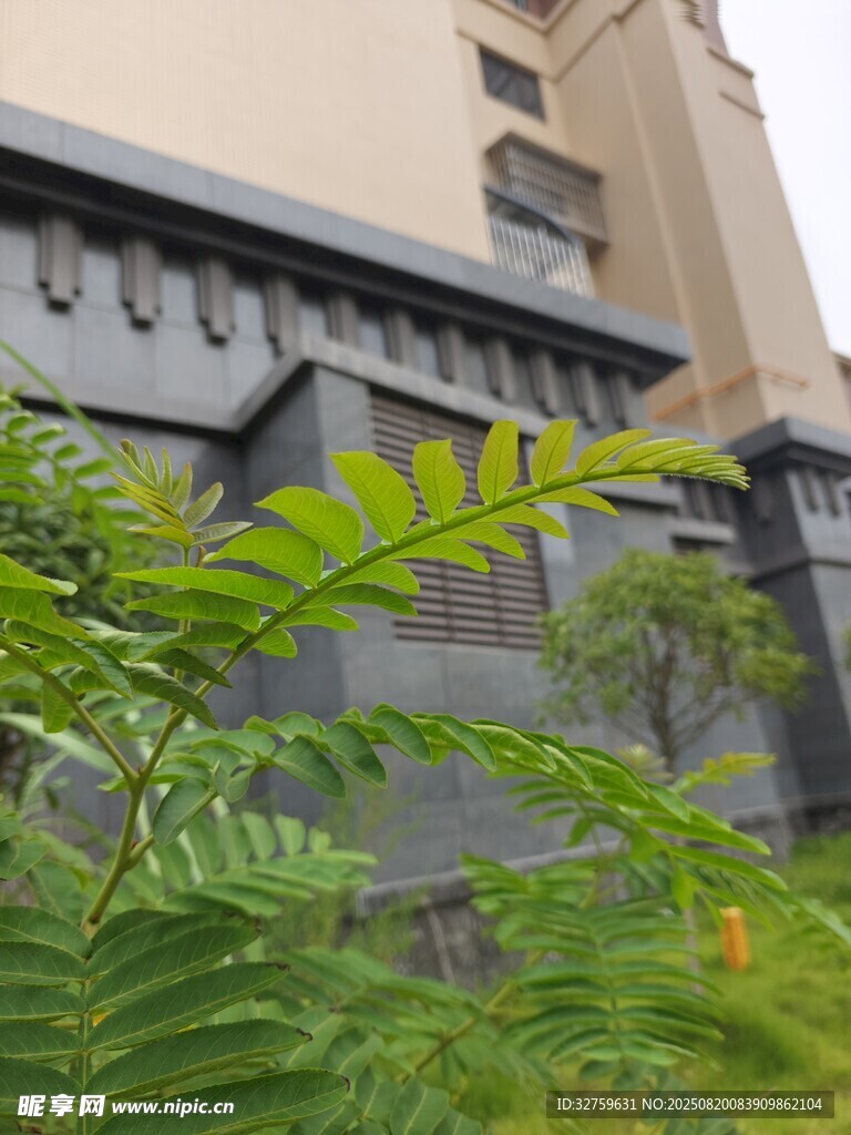 現(xiàn)代建筑旁的綠植景觀