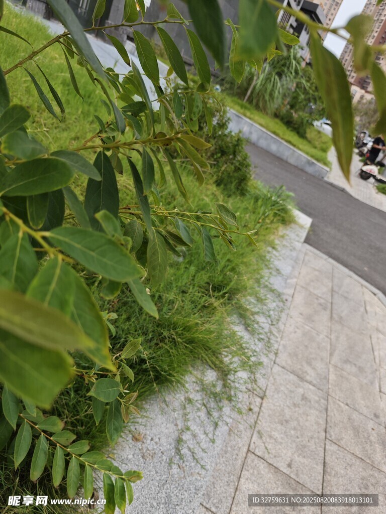 路邊綠意盎然的綠植景觀