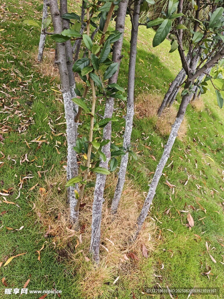 果園中矮化果樹植株