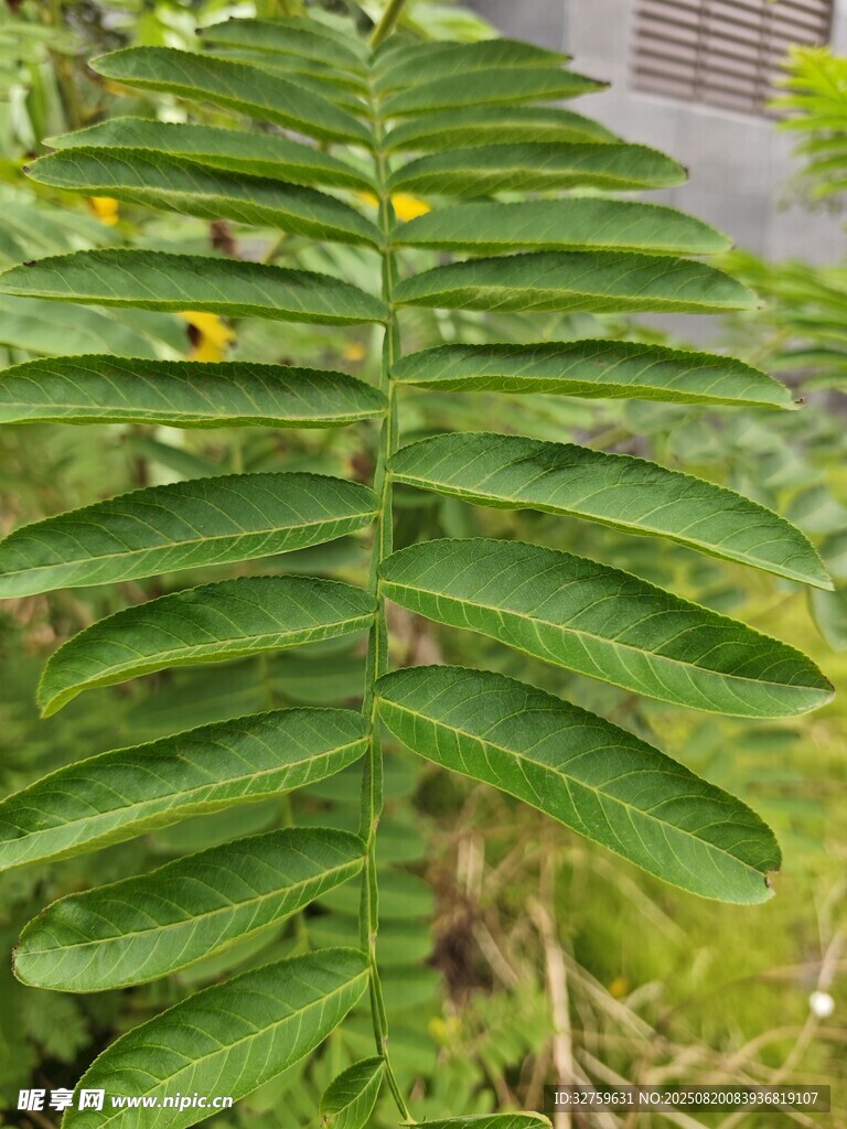 翠綠羽狀蕨類植物特寫