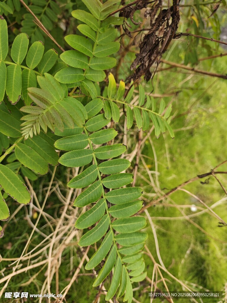 翠綠羽狀葉片的植物特寫