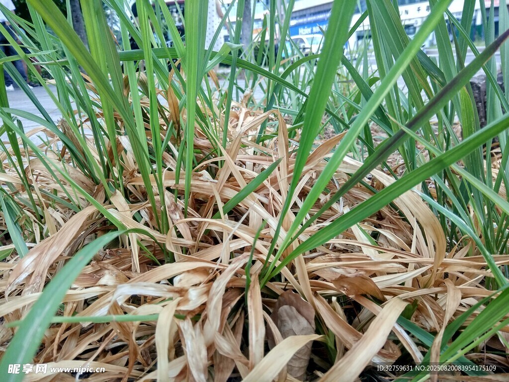 草叢中的枯黃植物根莖