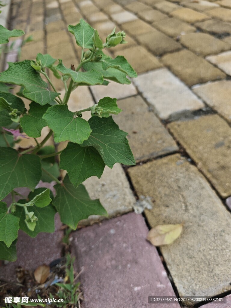 磚縫中生長(zhǎng)的嫩綠植物