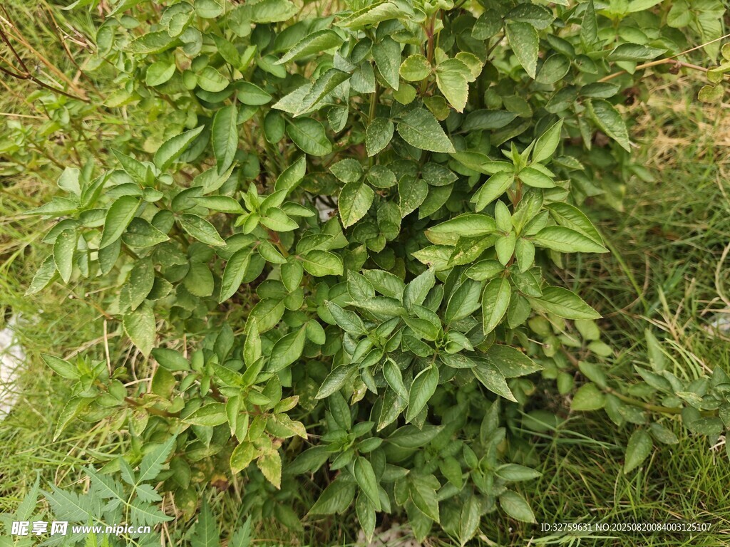 綠葉繁茂的綠色植物