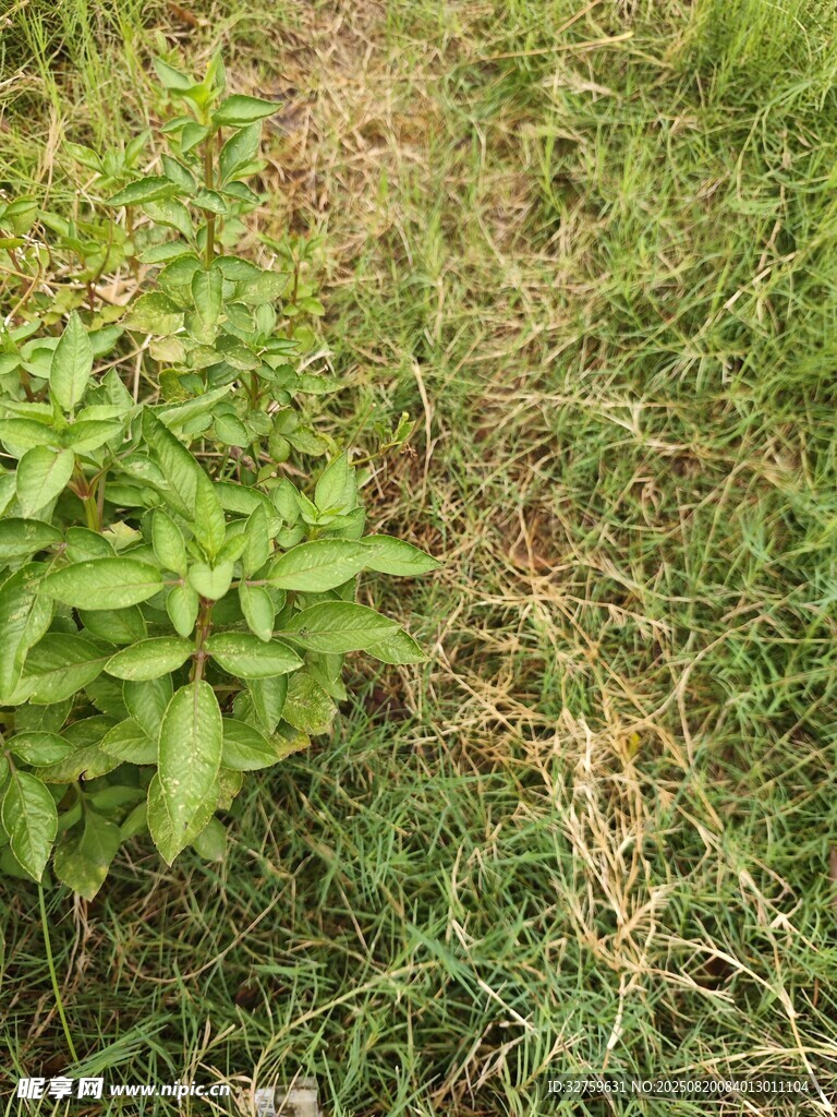 野外小徑旁的綠色植物