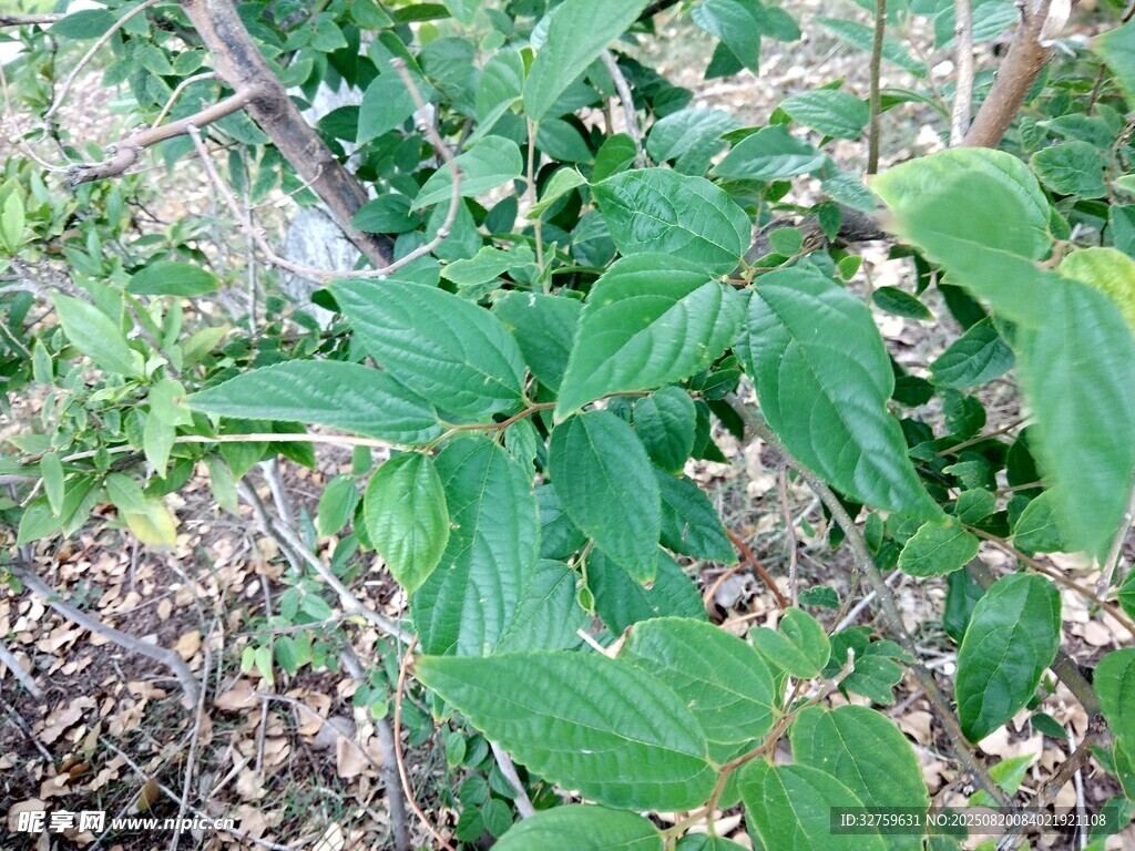 綠葉繁茂的野生植物