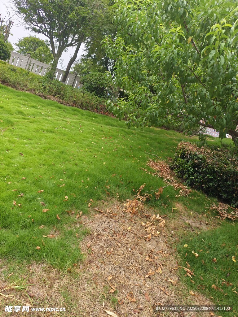 綠意盎然的戶外草地場景