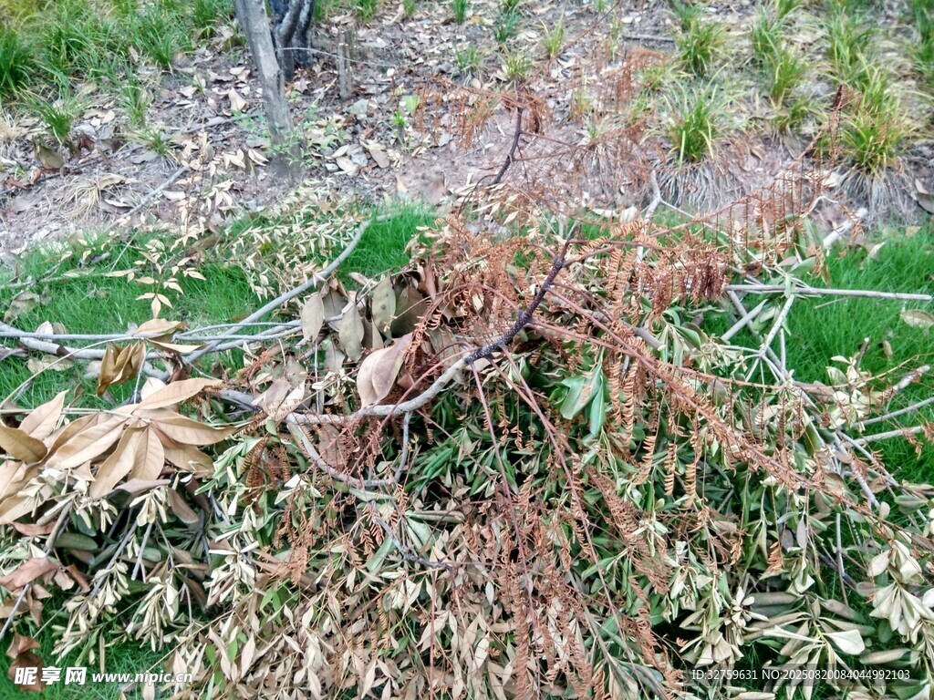 枯萎植物殘?bào)w