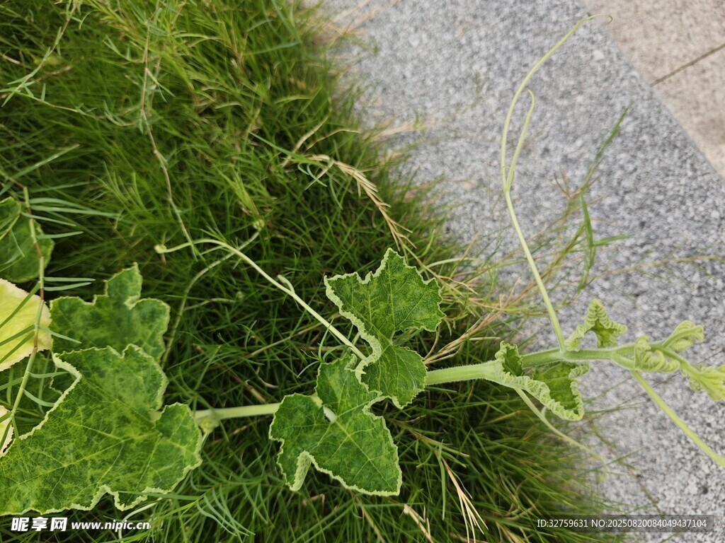 路邊翠綠植物