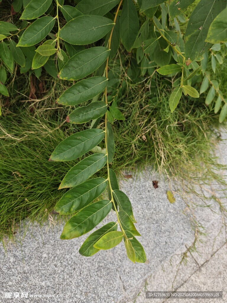 翠綠蕨類(lèi)葉片垂于石邊