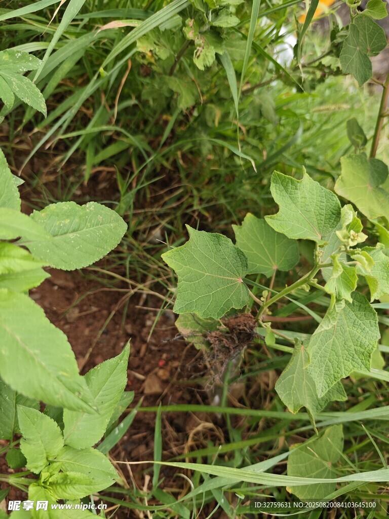 草叢中的嫩綠植物