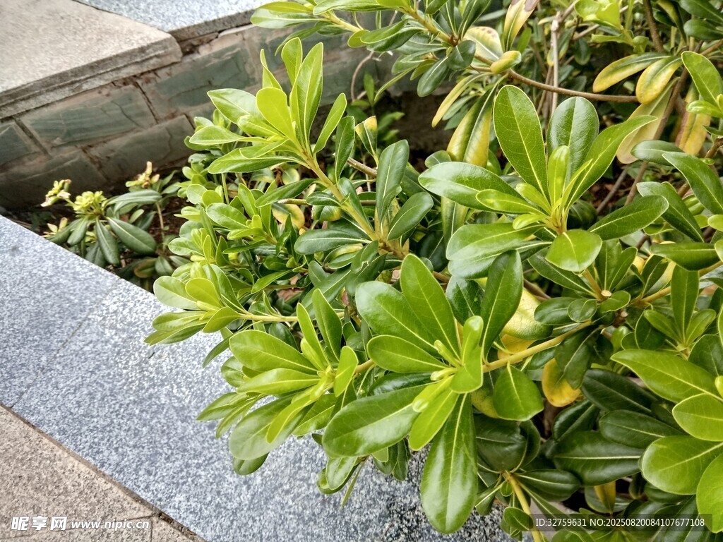 綠葉繁茂的戶外綠植景觀