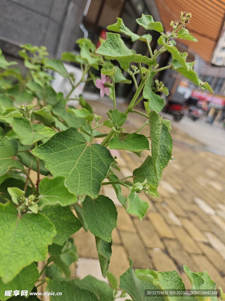 綠葉植物近景特寫