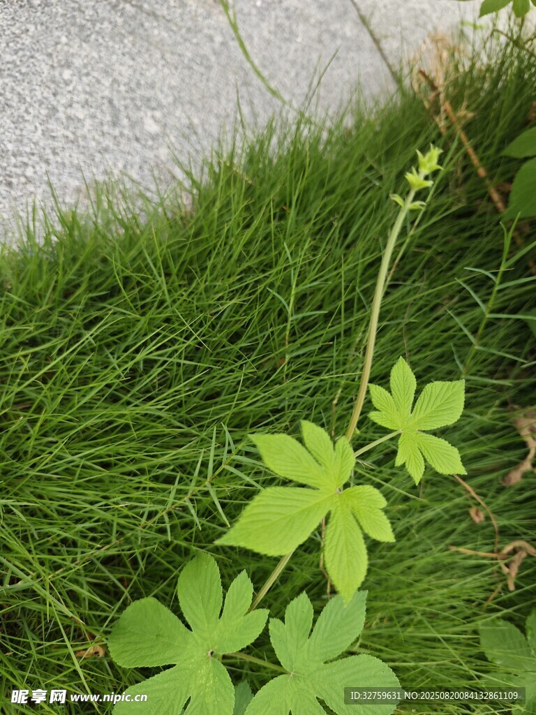 嫩綠藤蔓生長(zhǎng)于草叢間