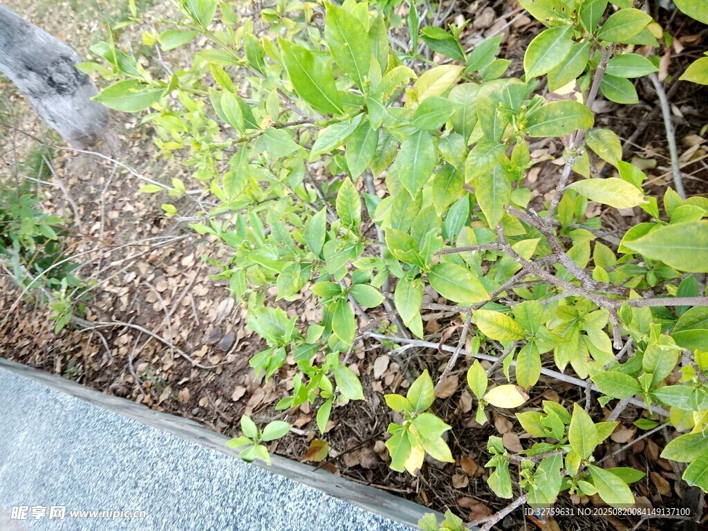 路邊綠植