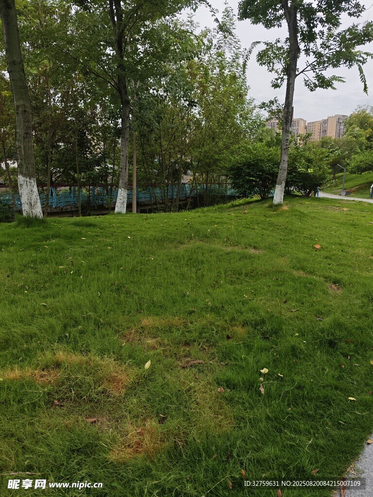 戶外草地與樹木景觀