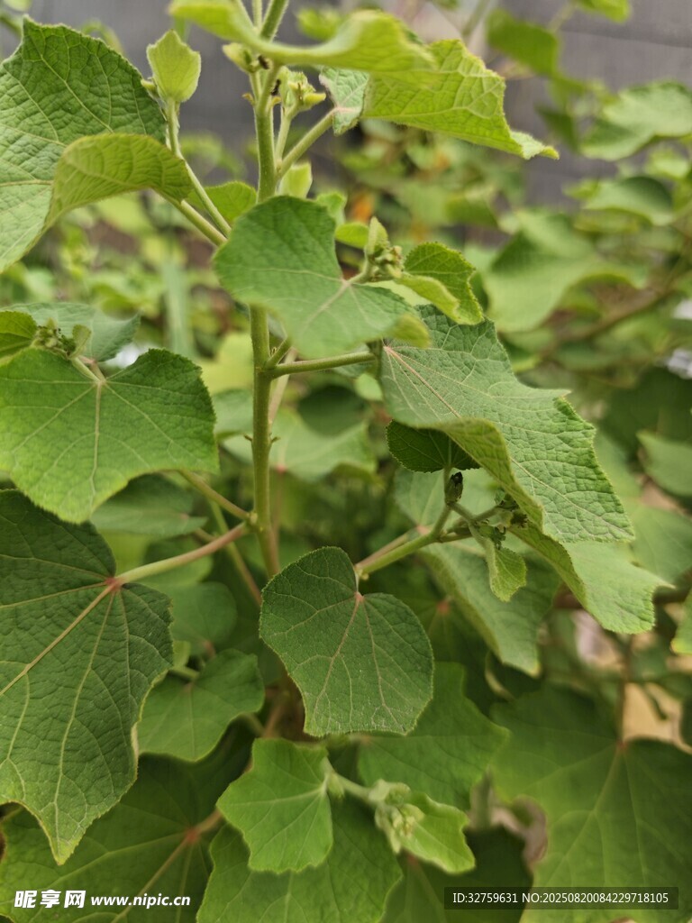 翠綠植物葉片特寫