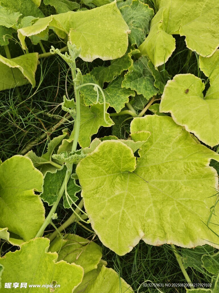 翠綠葉片的生機(jī)植物