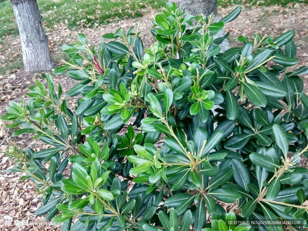綠葉繁茂的綠植景觀