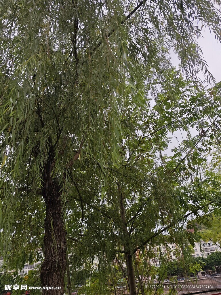 垂柳依依展盎然綠意