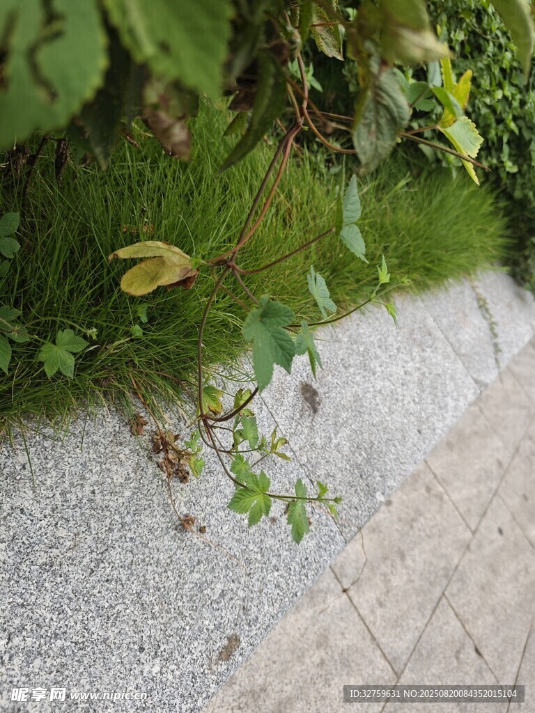 路邊綠植生機(jī)盎然