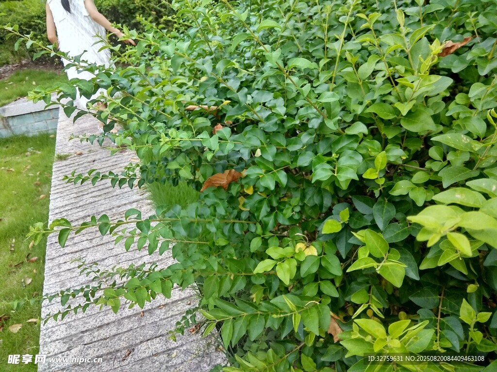 木棧道旁的繁茂綠植