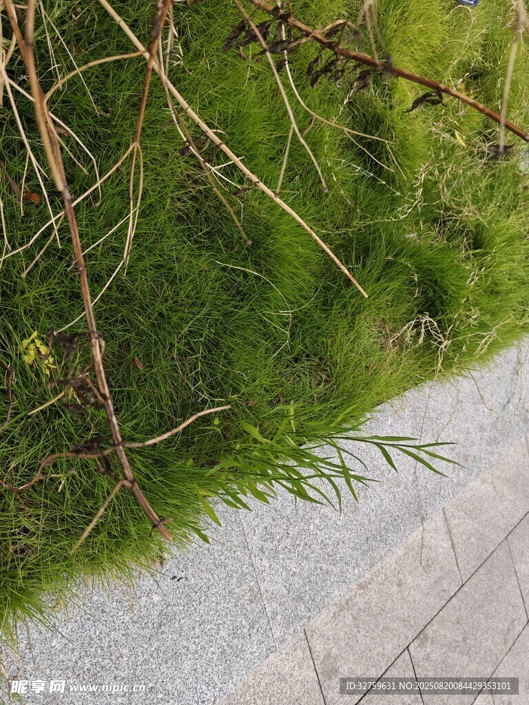 路邊嫩綠草叢與磚石