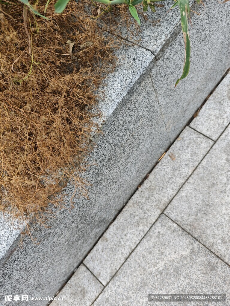 路邊干枯雜草特寫(xiě)