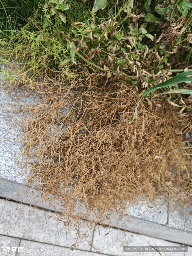 路邊枯黃雜草