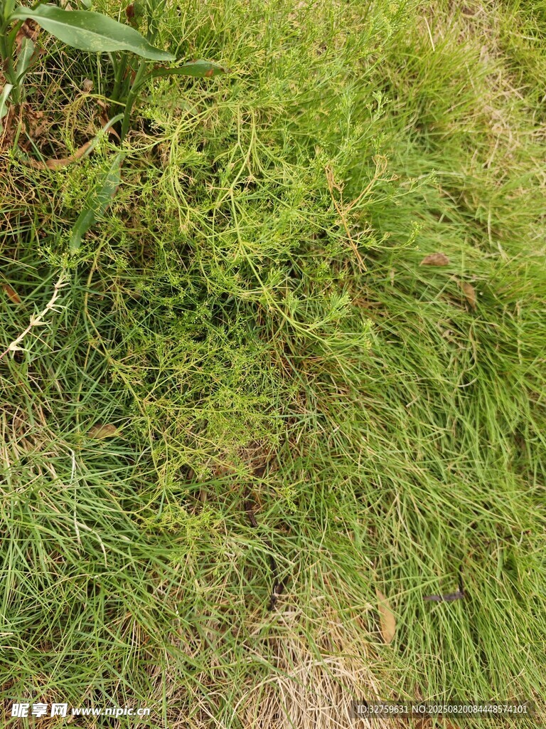 野外草地景象