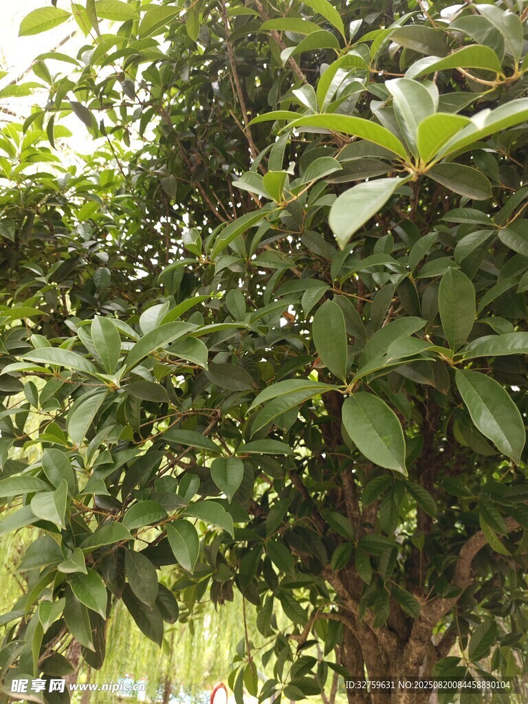 綠葉繁茂的樹木
