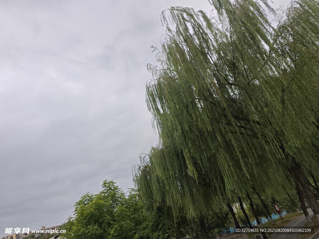雨中垂柳