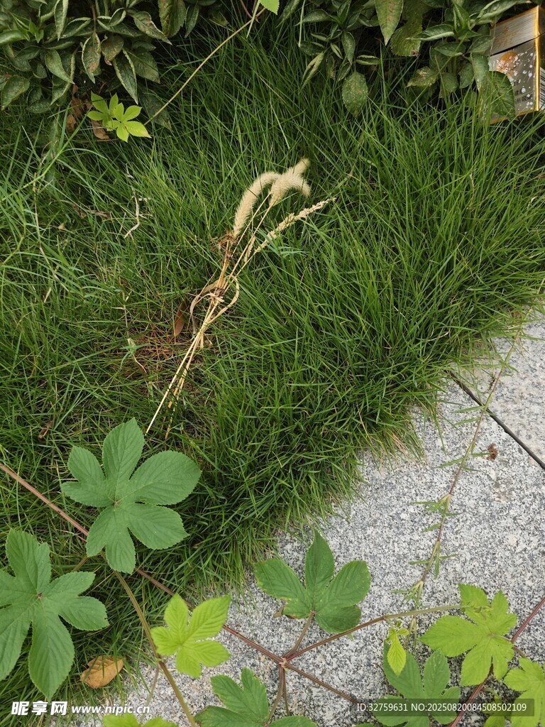 路邊草叢中的枯萎植物