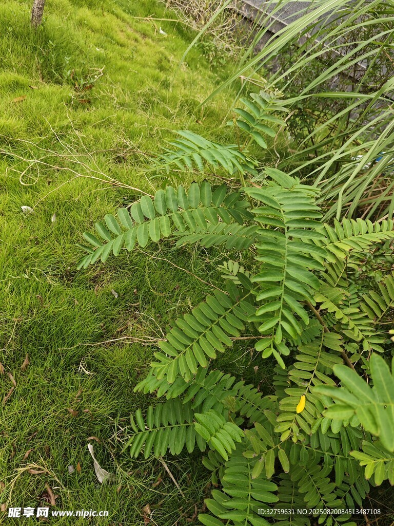 翠綠蕨類植物生機盎然