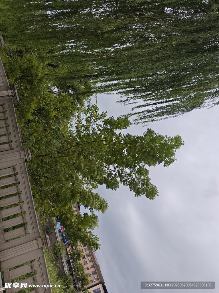 湖邊木棧道旁的蔥郁綠樹